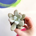 Lavender Moonstone - Pachyphytum oviferum 'Momobijin' - Sprouts of Bristol