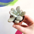 Lavender Moonstone - Pachyphytum oviferum 'Momobijin' - Sprouts of Bristol