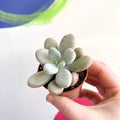 Lavender Moonstone - Pachyphytum oviferum 'Momobijin' - Sprouts of Bristol