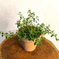 Lemon Thyme - Thymus citriodorus - Sprouts of Bristol