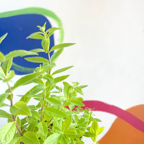Lemon Verbena - Aloysia citrodora - Cotswolds Grown Culinary Herbs - Sprouts of Bristol