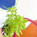 Lemon Verbena - Aloysia citrodora - Cotswolds Grown Culinary Herbs - Sprouts of Bristol