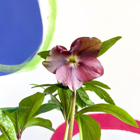 Lenten Rose - Helleborus orientalis - Sprouts of Bristol