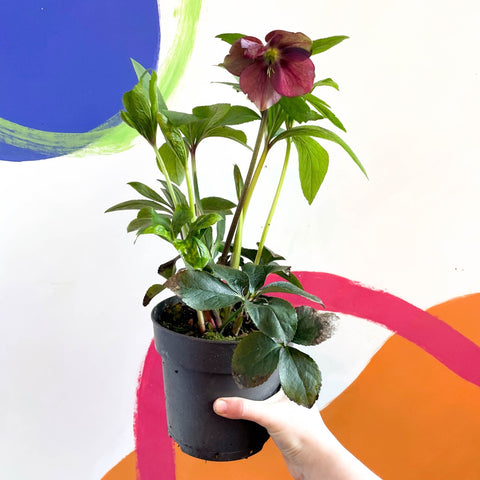 Lenten Rose - Helleborus orientalis - Sprouts of Bristol