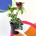 Lenten Rose - Helleborus orientalis - Sprouts of Bristol
