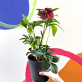 Lenten Rose - Helleborus orientalis - Sprouts of Bristol