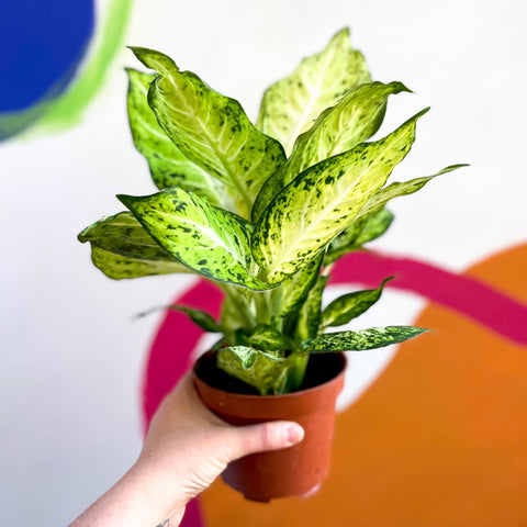 Leopard Lily - Dieffenbachia 'Amy' - Sprouts of Bristol