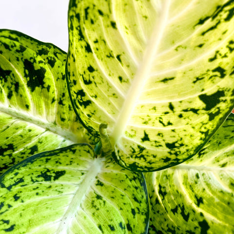 Leopard Lily - Dieffenbachia 'Amy' - Sprouts of Bristol