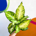 Leopard Lily - Dieffenbachia 'Amy' - Sprouts of Bristol