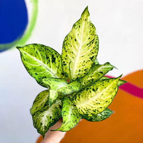 Leopard Lily - Dieffenbachia 'Amy' - Sprouts of Bristol