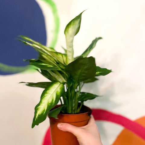 Leopard Lily - Dieffenbachia 'Bertina' - Sprouts of Bristol