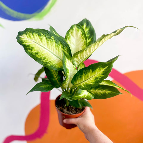 Leopard Lily - Dieffenbachia 'Camilla' - Sprouts of Bristol