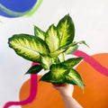 Leopard Lily - Dieffenbachia 'Camilla' - Sprouts of Bristol