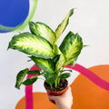 Leopard Lily - Dieffenbachia 'Camilla' - Sprouts of Bristol