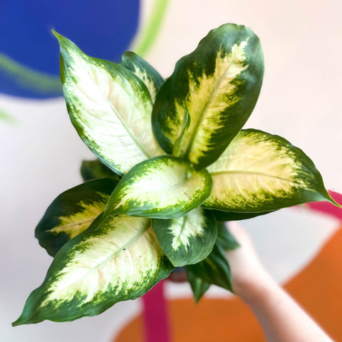 Leopard Lily - Dieffenbachia 'Camilla' - British Grown - Sprouts of Bristol