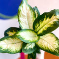 Leopard Lily - Dieffenbachia 'Camilla' - British Grown - Sprouts of Bristol