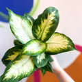 Leopard Lily - Dieffenbachia 'Camilla' - British Grown - Sprouts of Bristol