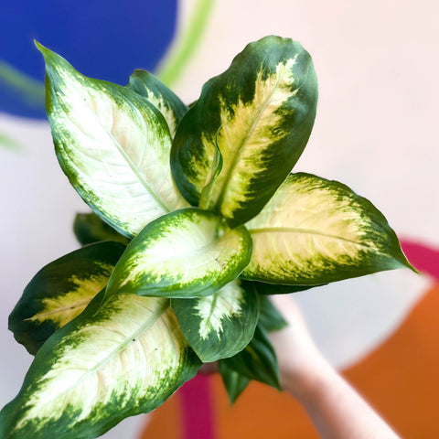 Leopard Lily - Dieffenbachia 'Camilla' - British Grown - Sprouts of Bristol