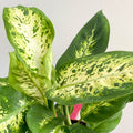 Leopard Lily - Dieffenbachia 'Compacta' - Sprouts of Bristol