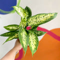 Leopard Lily - Dieffenbachia 'Compacta' - Sprouts of Bristol