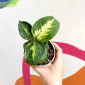 Leopard Lily - Dieffenbachia 'Compacta' - British Grown - Sprouts of Bristol