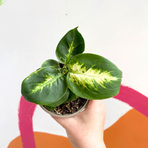 Leopard Lily - Dieffenbachia 'Compacta' - British Grown - Sprouts of Bristol