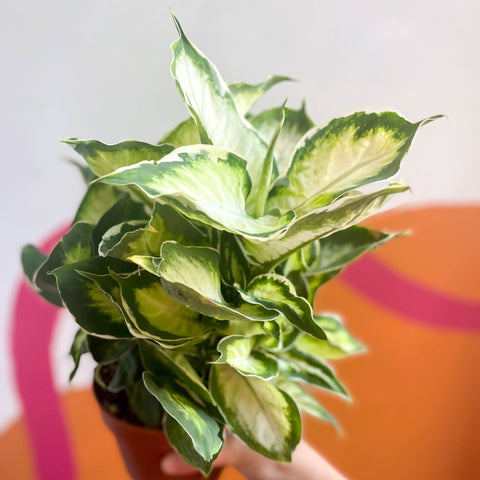 Leopard Lily - Dieffenbachia 'Cool Beauty' - Sprouts of Bristol