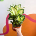 Leopard Lily - Dieffenbachia 'Cool Beauty' - Sprouts of Bristol