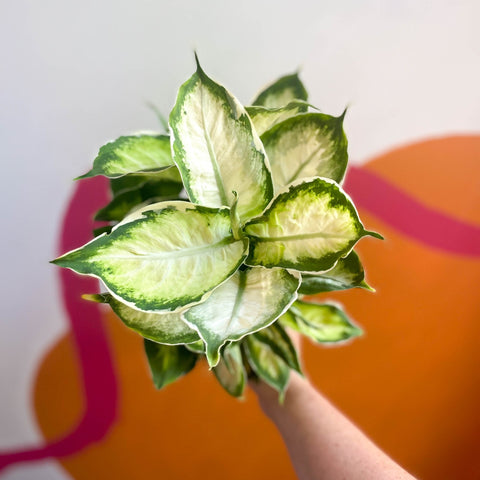 Leopard Lily - Dieffenbachia 'Cool Beauty' - Sprouts of Bristol