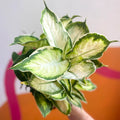 Leopard Lily - Dieffenbachia 'Cool Beauty' - Sprouts of Bristol