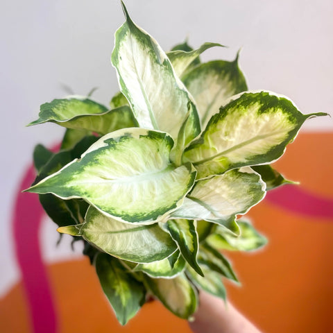 Leopard Lily - Dieffenbachia 'Cool Beauty' - Sprouts of Bristol
