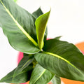 Leopard Lily - Dieffenbachia 'Green Magic' - Sprouts of Bristol