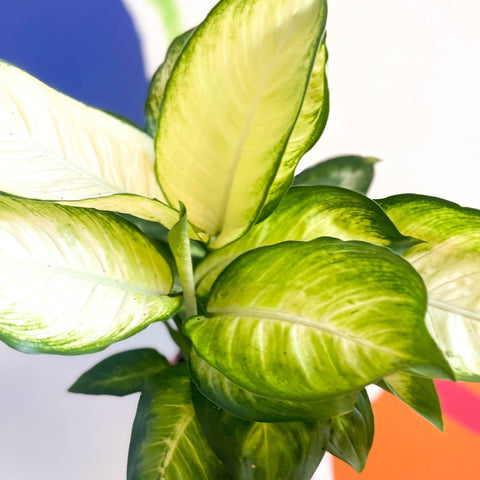Leopard Lily - Dieffenbachia 'Marianne' - British Grown - Sprouts of Bristol