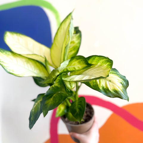 Leopard Lily - Dieffenbachia 'Marianne' - British Grown - Sprouts of Bristol
