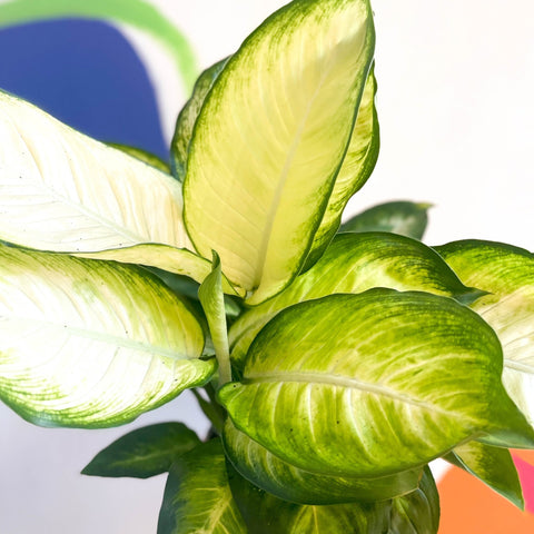 Leopard Lily - Dieffenbachia 'Marianne' - British Grown - Sprouts of Bristol