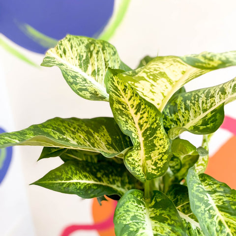 Leopard Lily - Dieffenbachia 'Mars' - Sprouts of Bristol