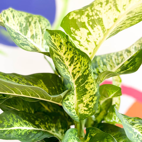 Leopard Lily - Dieffenbachia 'Mars' - Sprouts of Bristol
