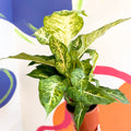 Leopard Lily - Dieffenbachia 'Mars' - Sprouts of Bristol