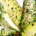 Leopard Lily - Dieffenbachia seguine 'Banana' - Sprouts of Bristol