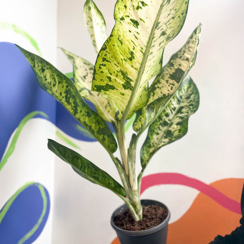 Leopard Lily - Dieffenbachia seguine 'Banana' - Sprouts of Bristol