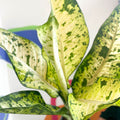Leopard Lily - Dieffenbachia seguine 'Banana' - Sprouts of Bristol