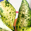 Leopard Lily - Dieffenbachia seguine 'Banana' - Sprouts of Bristol