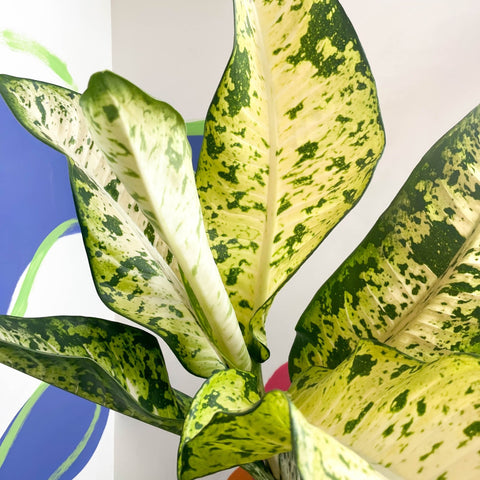 Leopard Lily - Dieffenbachia seguine 'Banana' - Sprouts of Bristol
