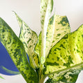 Leopard Lily - Dieffenbachia seguine 'Banana' - Sprouts of Bristol