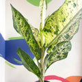 Leopard Lily - Dieffenbachia seguine 'Banana' - Sprouts of Bristol