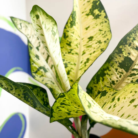 Leopard Lily - Dieffenbachia seguine 'Banana' - Sprouts of Bristol