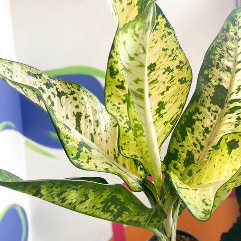 Leopard Lily - Dieffenbachia seguine 'Banana' - Sprouts of Bristol