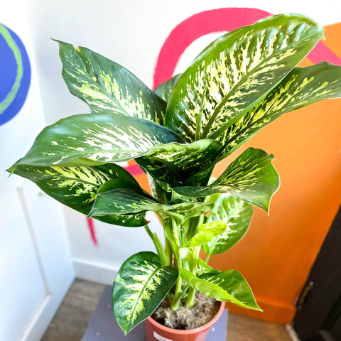 Leopard Lily - Dieffenbachia 'Tropic Snow' - Sprouts of Bristol