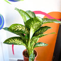 Leopard Lily - Dieffenbachia 'Tropic Snow' - Sprouts of Bristol