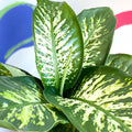 Leopard Lily - Dieffenbachia 'Tropic Snow' - Sprouts of Bristol